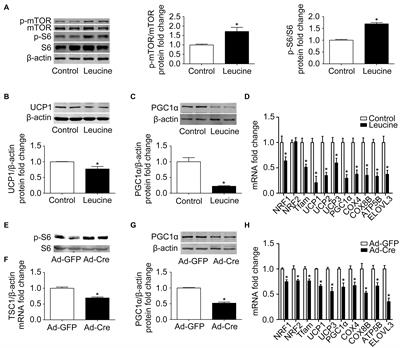 Mammalian Target of Rapamycin Signaling Pathway Regulates Mitochondrial Quality Control of Brown Adipocytes in Mice